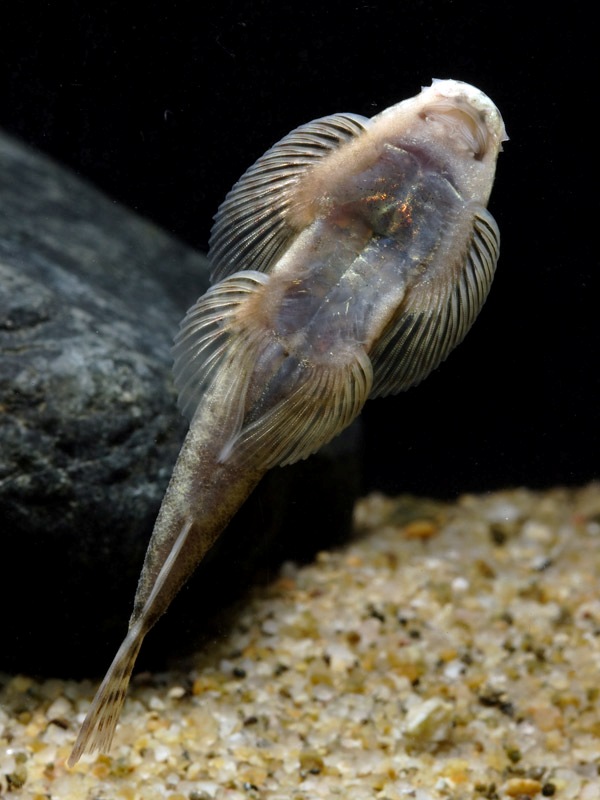 Ventral view.