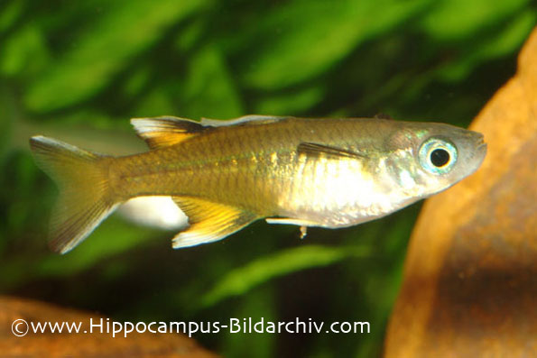 Another male from the aquarium trade.