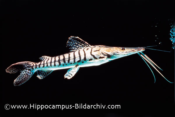 Pseudoplatystoma fasciatum adult