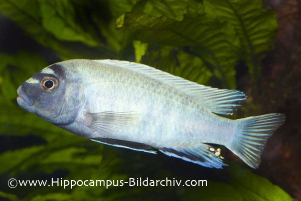 Pseudotropheus sp. cf elongatus