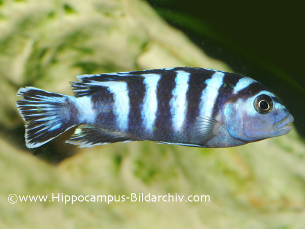 Pseudotropheus demasoni