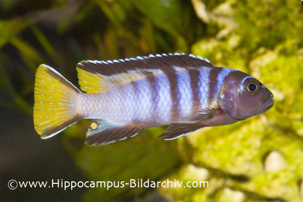 Pseudotropheus elongatus