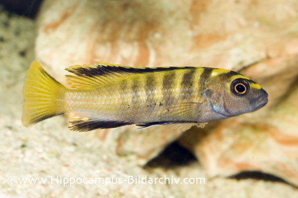 Pseudotropheus flavus male