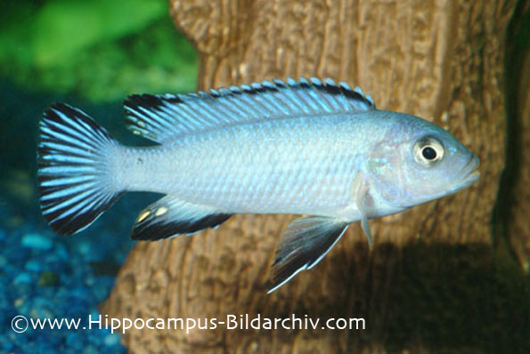 Pseudotropheus socolofi