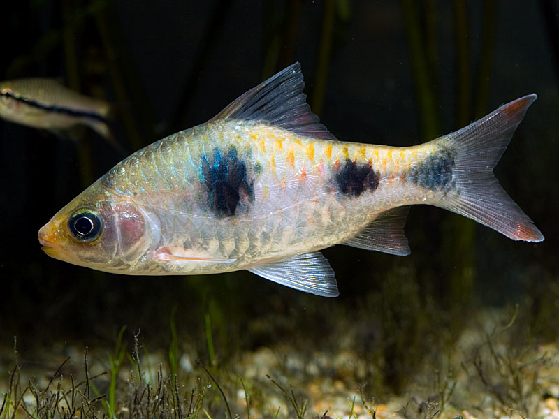 Adult male specimen from Wayanad district, Kerala state, southern India.