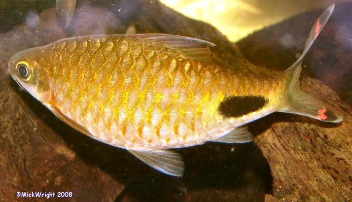 Adult female specimen from the UK aquarium trade.