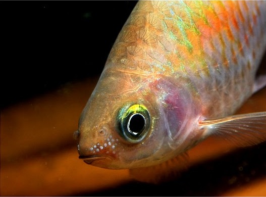Sexually-mature males develop a series of tubercules on the snout and head when in spawning condition.