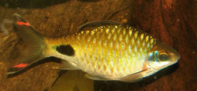 Adult male from the UK aquarium trade.