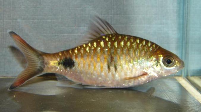 Natural hybrids between Dawkinsia spp. have been reported and this wild-collected specimen appears to represent one of them.