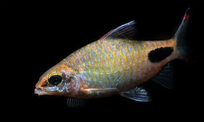 This subadult individual is beginning to develop adult colour pattern, and the characteristic inferior mouth position is also demonstrated clearly.
