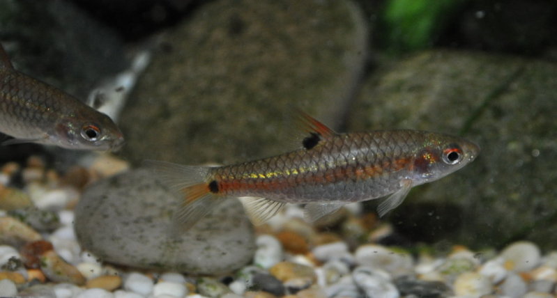 ...and another, with female to the left.