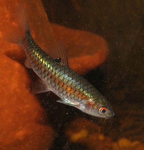 Wild male individual collected close to Bangalore, Karnataka state, southern India.