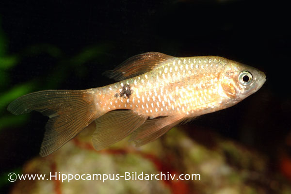 Young male; ornamental 'gold veil-tail' strain.