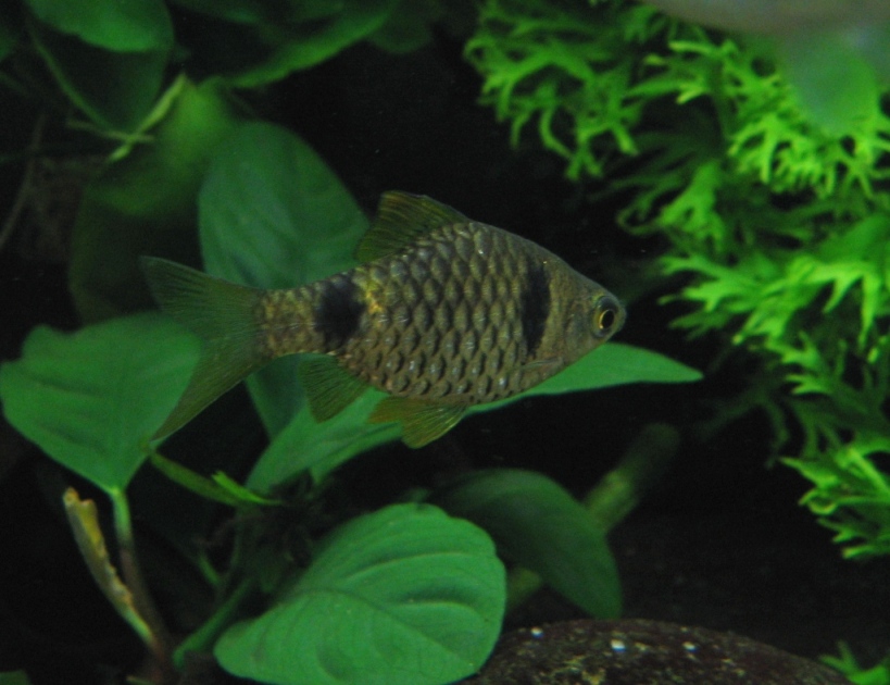 ...and appreciates a well-decorated aquarium.