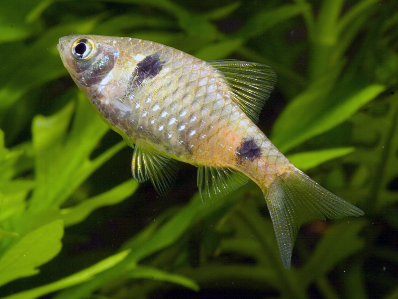 Another possible female..