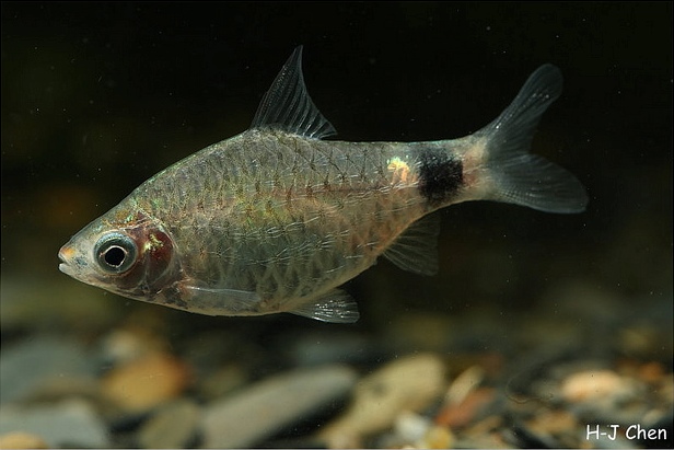 Adult female individual.
