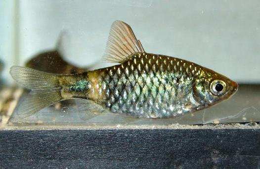 Subadult female from the U.K. aquarium trade.