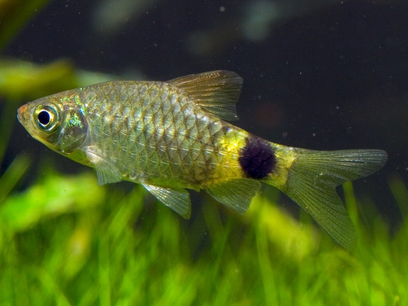Subadult individual. The reddish colouration in the dorsal-fin is lost as the fish mature.