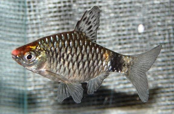 Adult male from the U.K. aquarium trade.