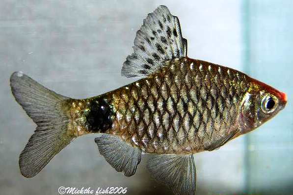 Adult male specimen.