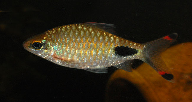 Probable female specimen.