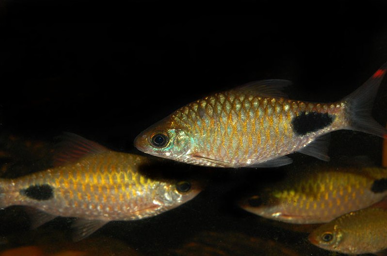 This species will display better colouration and more interesting behaviour when maintained in a group.