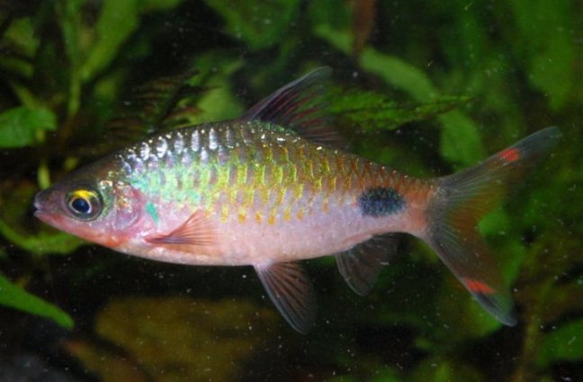 Male of a colourful form in spawning condition.