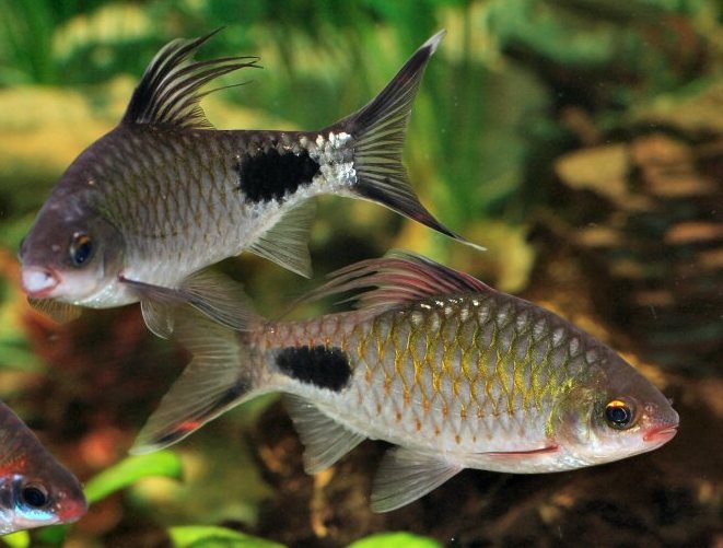 Adult males of D. filamentosa. The fish in the bottom-left corner of the image is a specimen of the closely-related D. assimilis.