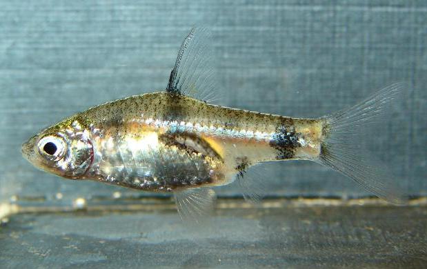 Specimen from the UK aquarium trade.
