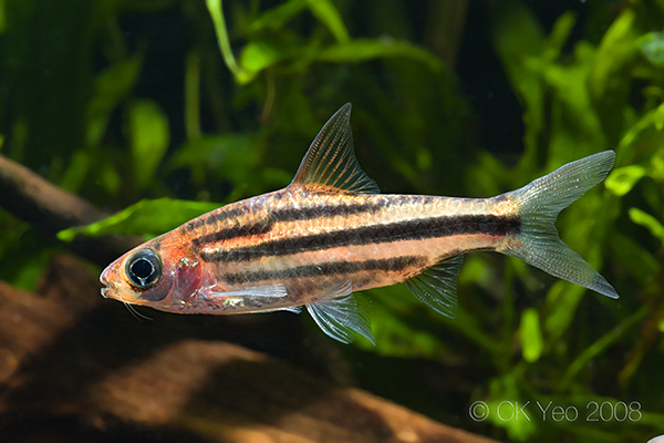 Subadult specimen from the Singapore aquarium trade.