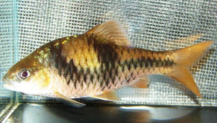This fish was sold as B. kuchingensis but appears to be a variant of B. lateristriga.