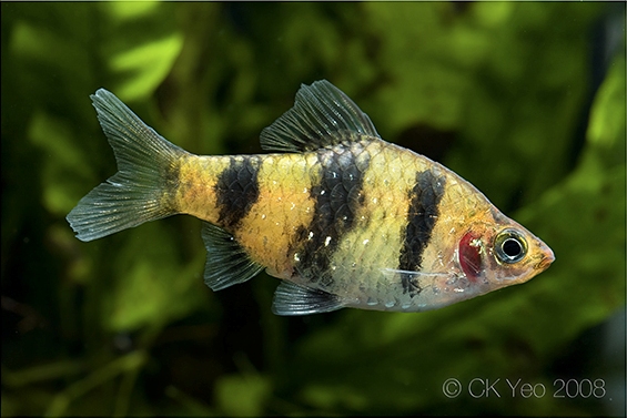 Adult female from the Singapore aquarium trade.