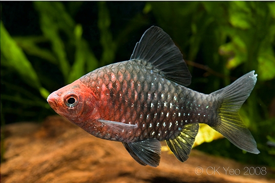 Adult male from the Singapore aquarium trade.