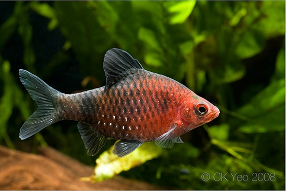 Nuptial male from the Singapore aquarium trade.