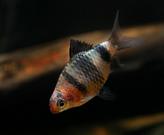 Subadult male.