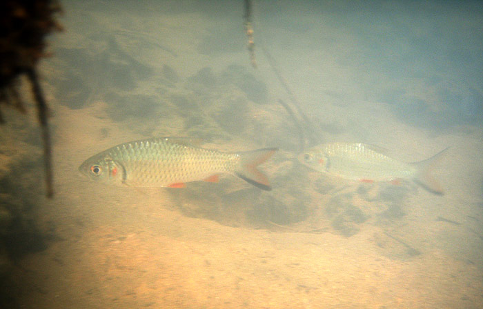 Adults underwater in the partially dried-out channel seen to the left of the previous image.