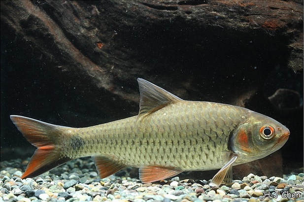 P. orphoides is a rarely-traded species.