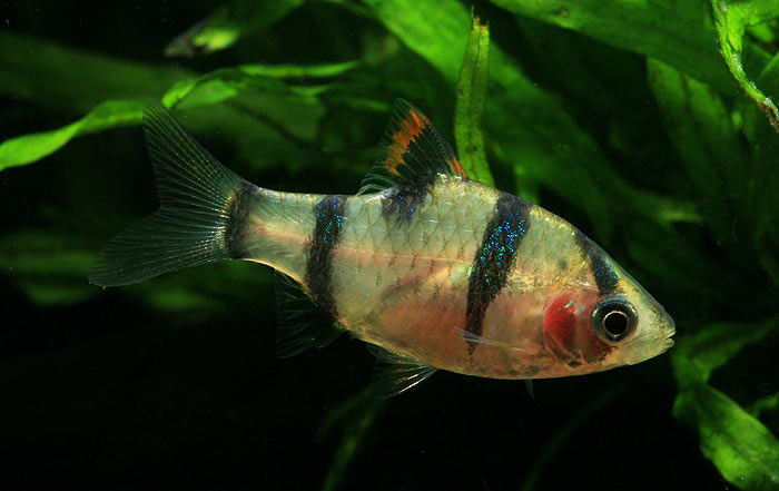 Unlike in other members of the genus, the dark blotch on the dorsal-fin does not connect with the third body bar.