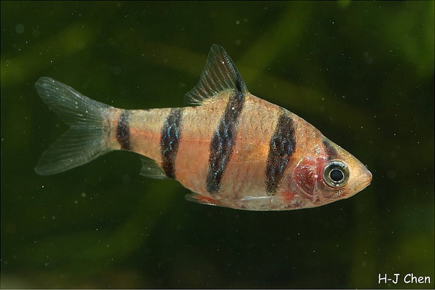 Adult female.