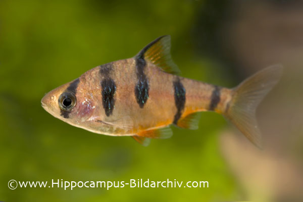 Female from the German aquarium trade.