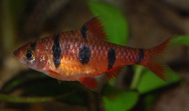 Adult male with aberrant body markings from the U.K. aquarium trade.