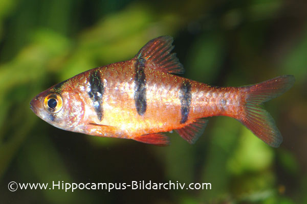 Subadult male from the German aquarium trade.