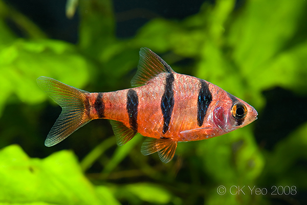 Subadult male from the Singapore aquarium trade.
