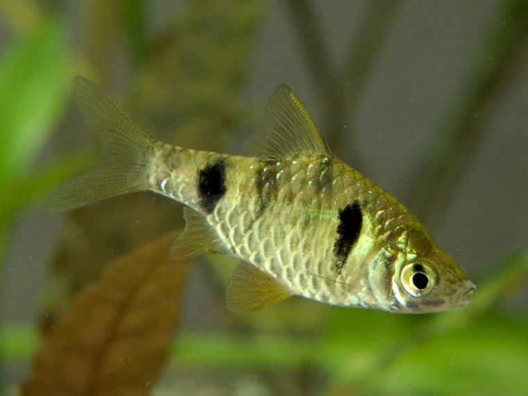 Specimen from the Singapore aquarium trade.