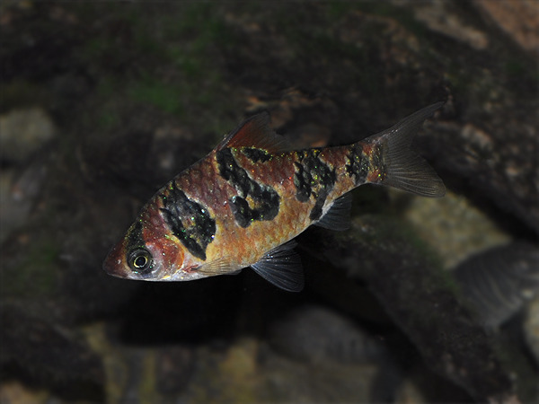 Adult female specimen from the U.K. aquarium trade.