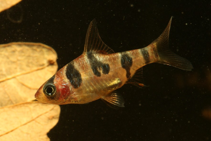 Another subadult with body bars just beginning to separate - younger fish usually have solid bars.