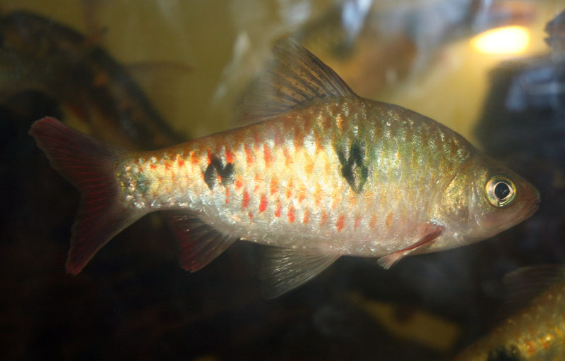 Adult female.