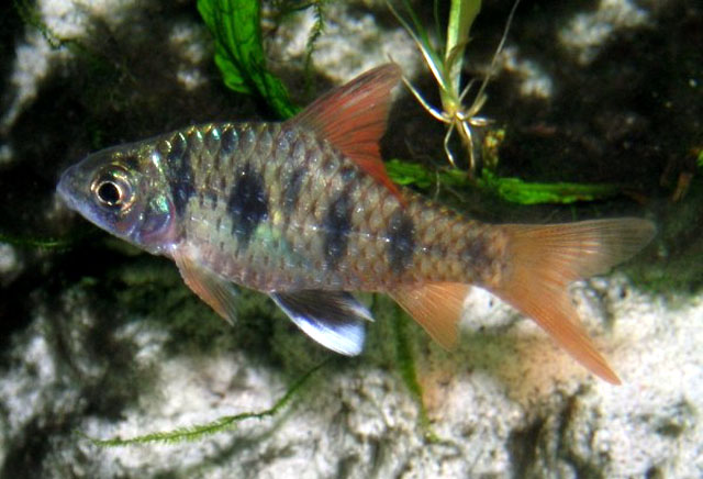 Male from the European aquarium trade.