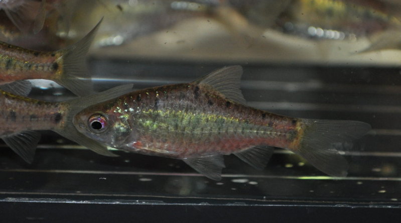 Adult male from the UK aquarium trade.