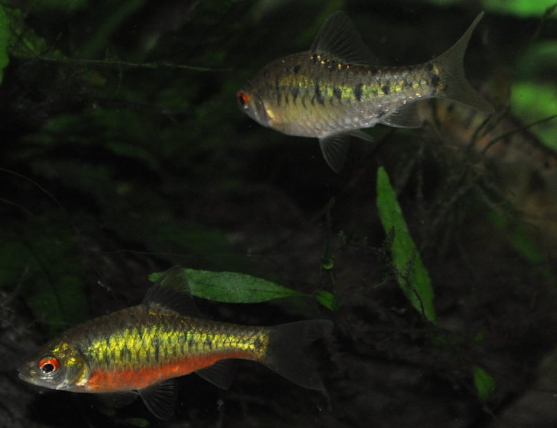 Adult pair - nuptial male at bottom.